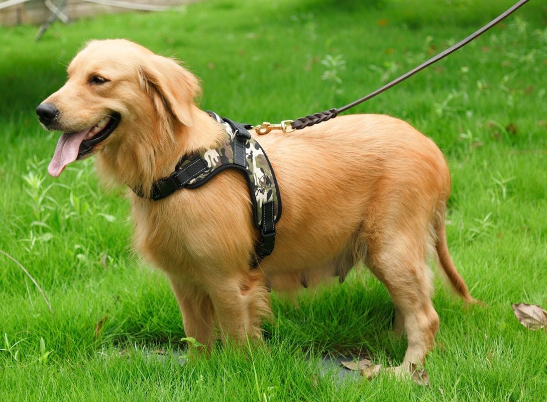 آکسفورد Mesh Canvas Padded Padded Dog Harness جلیقه حیوان خانگی سگ بند زین بند سینه قابل تنفس بدون یقه حیوان خانگی